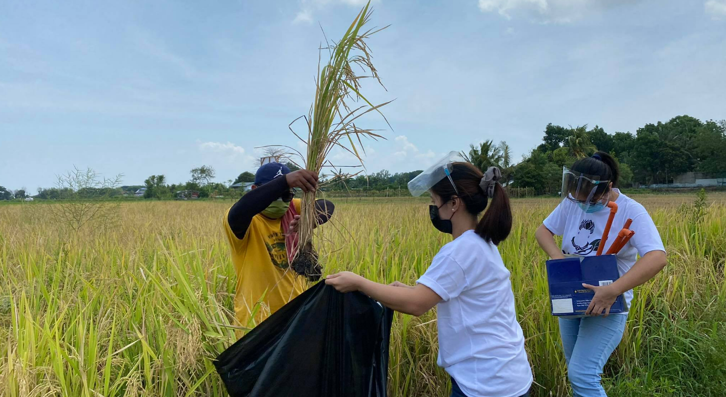 Sampling and data collection in rice fields