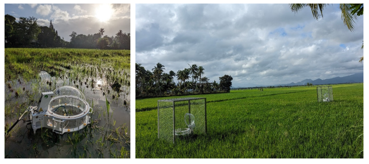 UPLB ILCAL Works on a Groundbreaking Research on Sustainable Rice Production in the Philippines